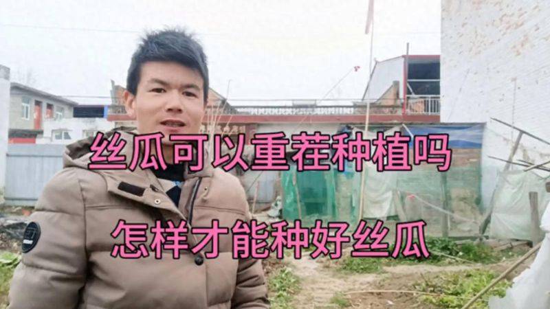 Videos of southern melon cultivation techniques