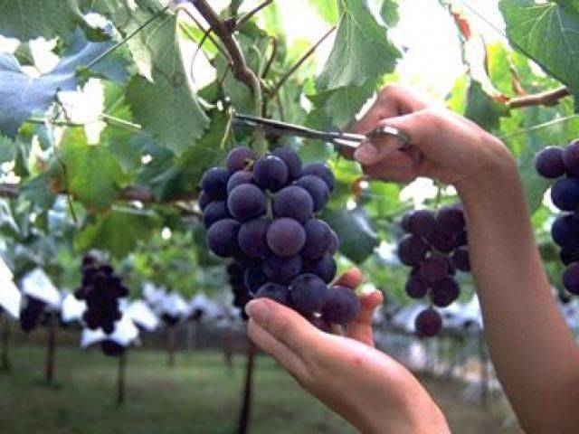 The way the giant grapes grow