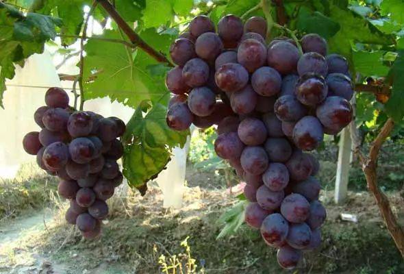 The way the giant grapes grow