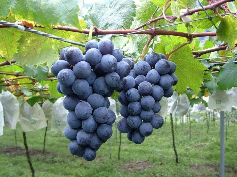 The way the giant grapes grow