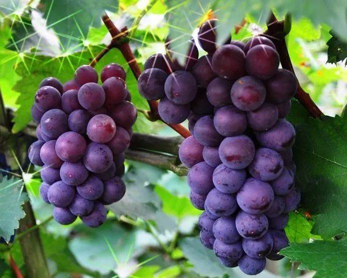 The way the giant grapes grow