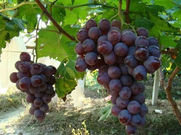 The way the giant grapes grow