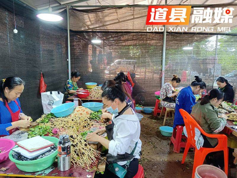 Oil and tea breeding techniques
