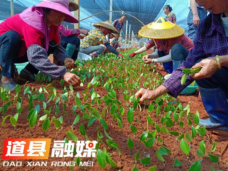 Oil and tea breeding techniques