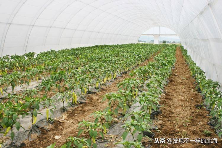 State subsidy policy for fruit tree cultivation