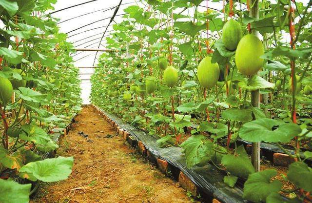State subsidy policy for fruit tree cultivation