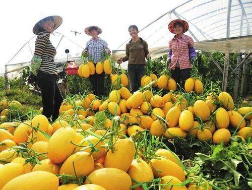 State subsidy policy for fruit tree cultivation