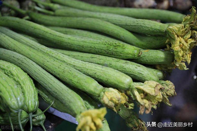 Videos of southern melon cultivation techniques
