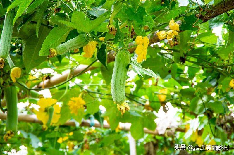 Videos of southern melon cultivation techniques
