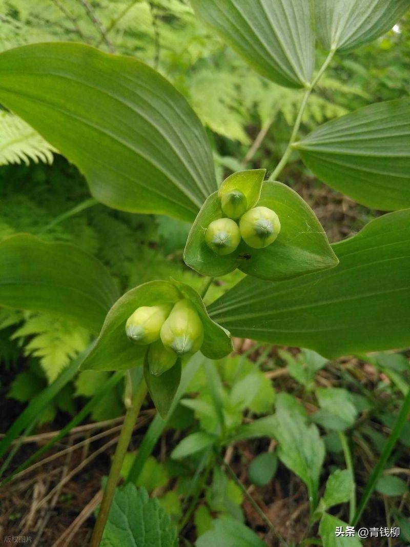 Oil and tea breeding techniques