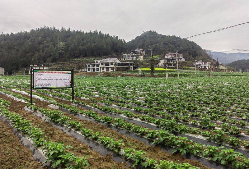 Scientific cultivation of potatoes