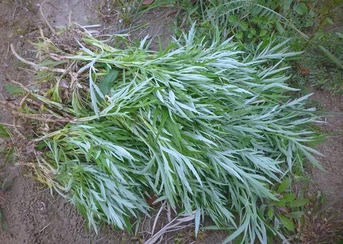 Artemisic farming methods