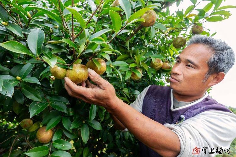Oil and tea breeding techniques