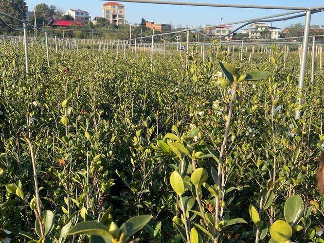 Oil and tea breeding techniques