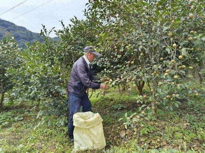 Oil and tea breeding techniques