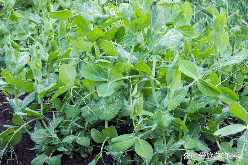 Family soya seedling cultivation methods
