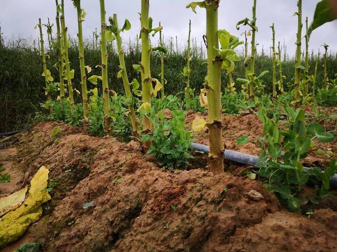 Family soya seedling cultivation methods