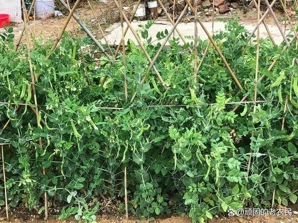 Family soya seedling cultivation methods