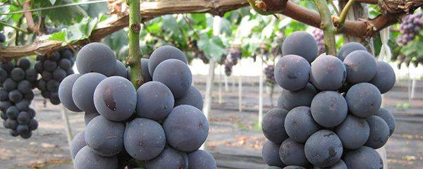 The way the giant grapes grow