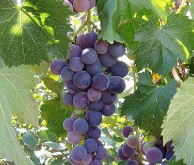 The way the giant grapes grow