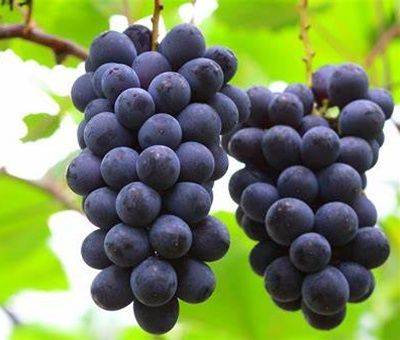 The way the giant grapes grow