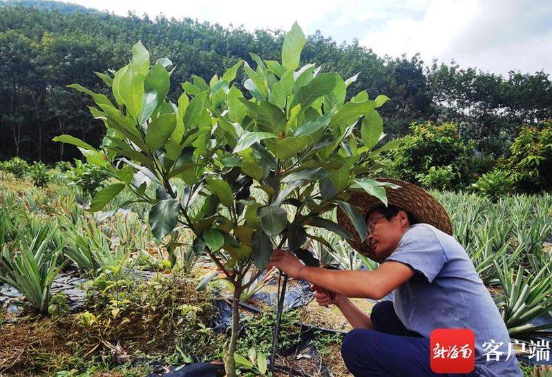 State subsidy policy for fruit tree cultivation