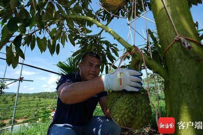 State subsidy policy for fruit tree cultivation