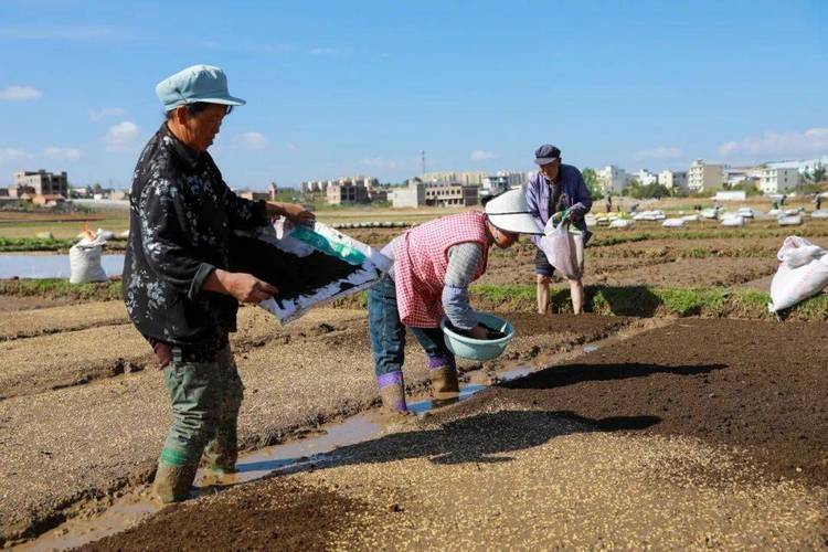 Rice cultivation methods
