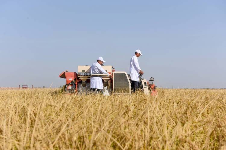 Rice cultivation methods