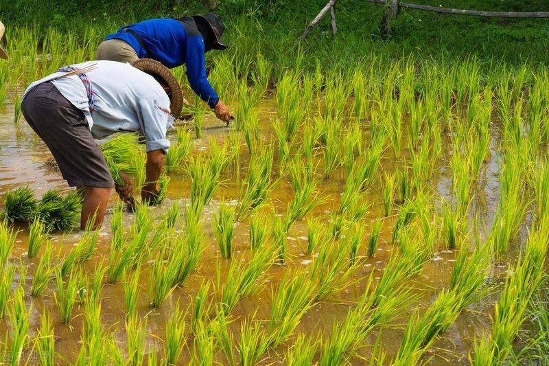 Rice cultivation methods