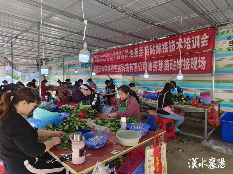 Oil and tea breeding techniques