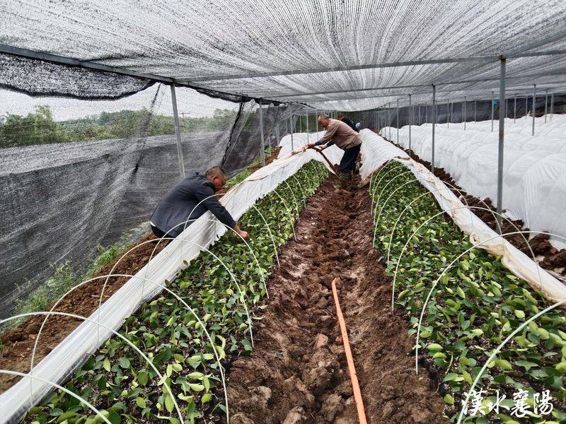 Oil and tea breeding techniques