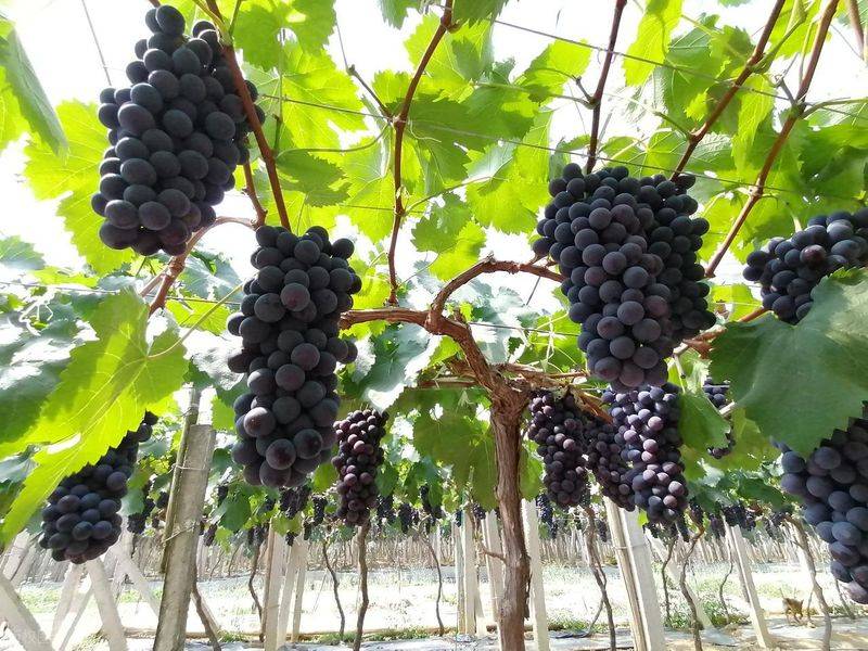 The way the giant grapes grow