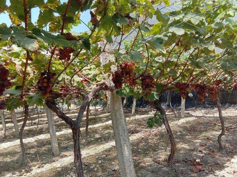 The way the giant grapes grow