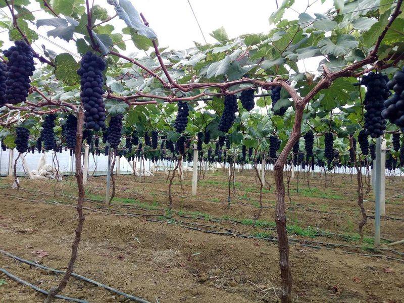 The way the giant grapes grow