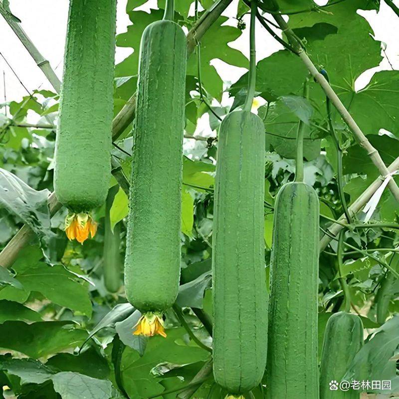 Videos of southern melon cultivation techniques