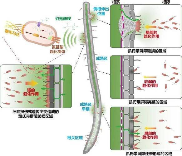 植物根系生长规律