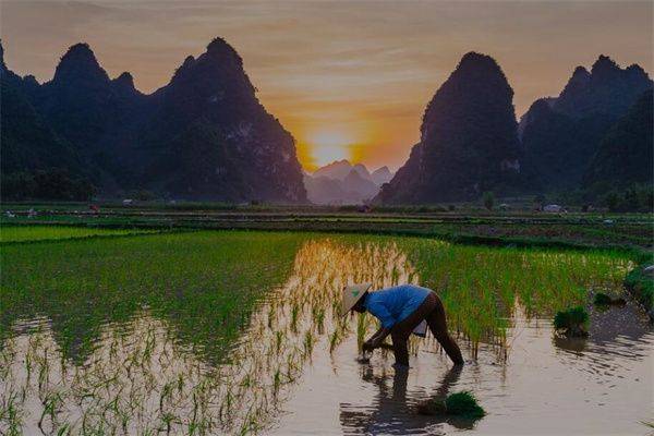 Rice cultivation methods