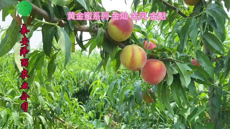 State subsidy policy for fruit tree cultivation