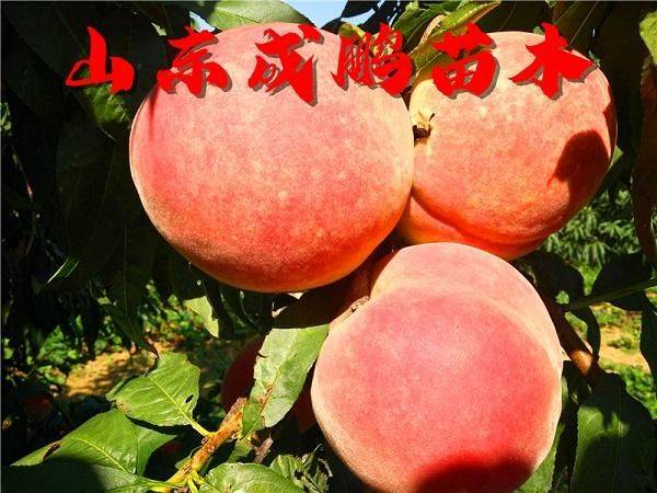 State subsidy policy for fruit tree cultivation