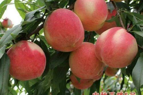 State subsidy policy for fruit tree cultivation