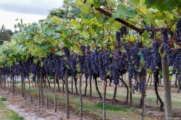 The way the giant grapes grow