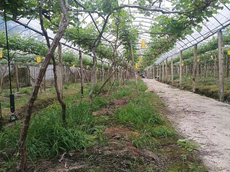 The way the giant grapes grow