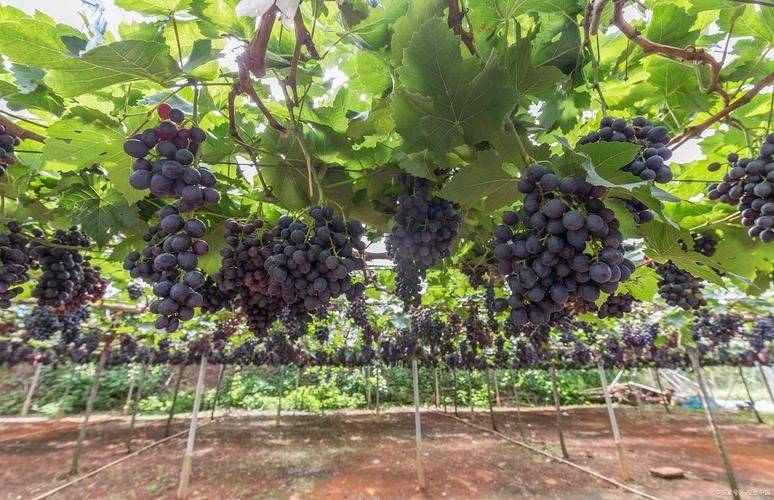 The way the giant grapes grow