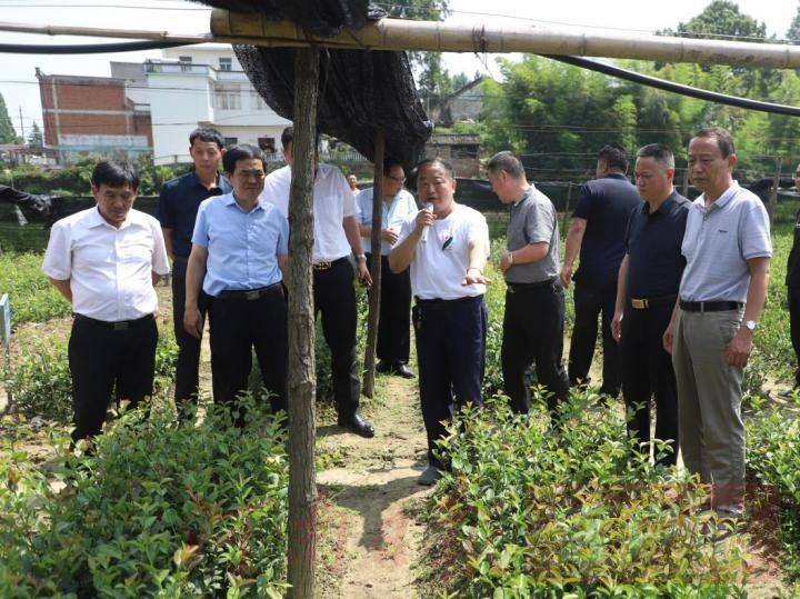 Oil and tea breeding techniques