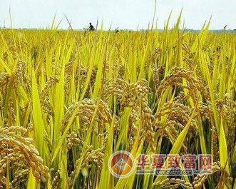 Rice cultivation methods