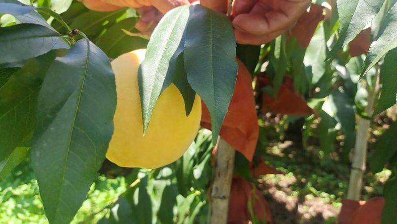 Methods of planting seedlings