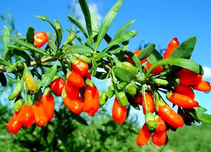 Methods of planting seedlings