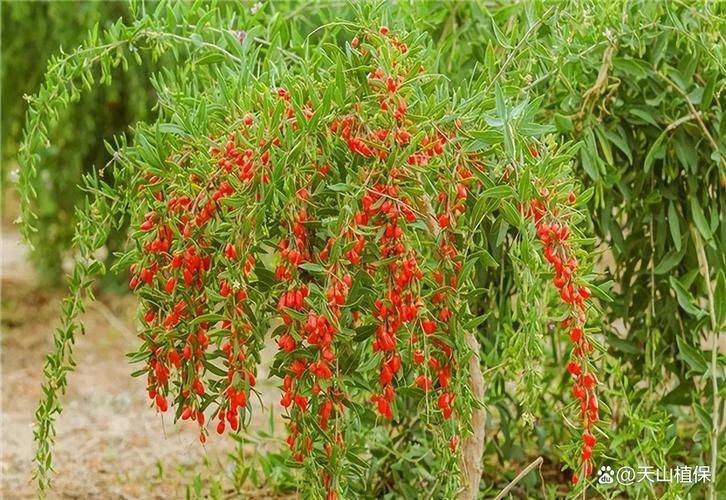 Methods of planting seedlings