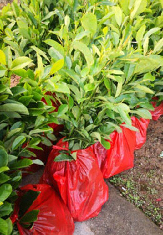 Methods of planting seedlings